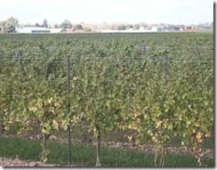 vignoble-quebecois-route-des-vins-vendanges-vin-du-quebec