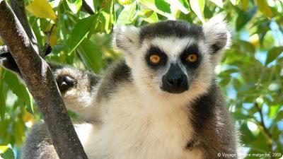 Carnet de voyage à Madagascar