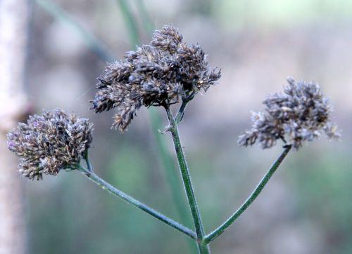 verbena semences romi 21 nov 016.jpg