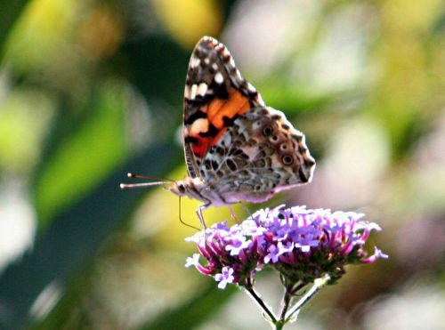 belle dame romi 12 août p 015.jpg