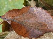 Bise (Maurice Carême)