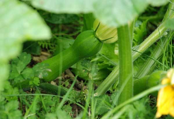 courge-algerienne