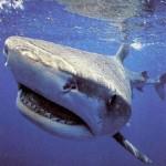 Le requin tigre