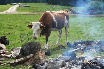 La Chaux-de-Fonds: Une vache à la torrée neuchâteloise