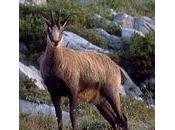 Accident chasse Villard-de-Lans viandard roule n'amasse vraiment rien