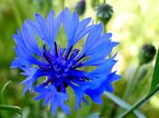 C’est bleu (Katell Antoine)