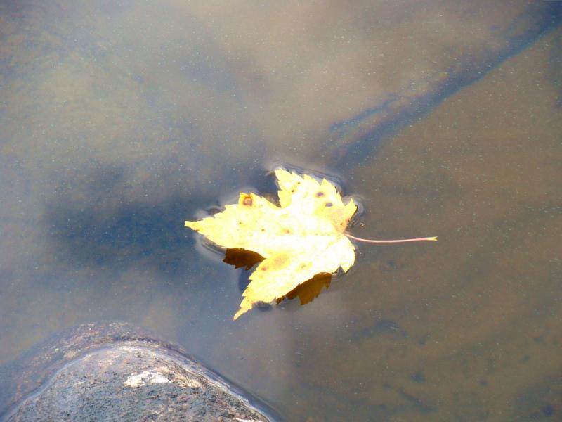 Ce vol de feuilles mortes (Jacques Canut)