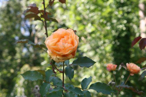 sophia romi 3 sept 2010 038.jpg