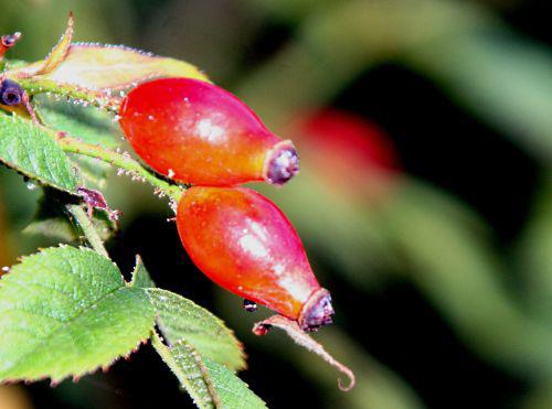 canina romi 17 sept 2010 p 055.jpg