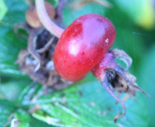 hansa 27 août 2008 091.jpg