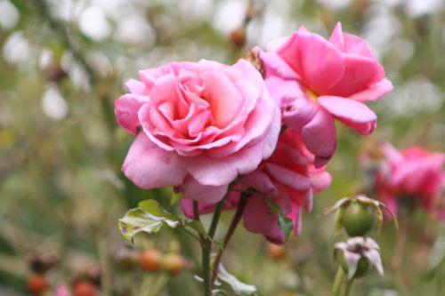 aloha marnay 18 sept 2010 092.jpg