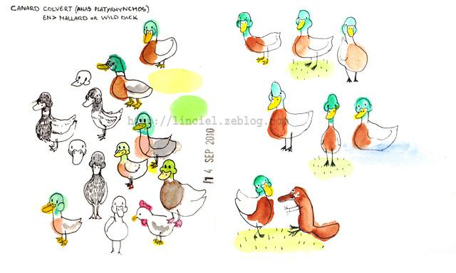Ducky
