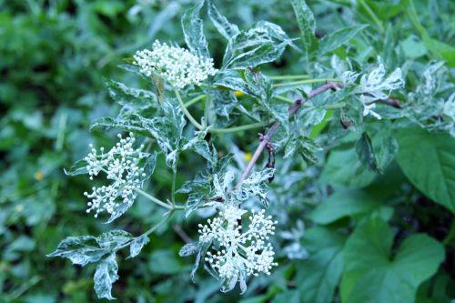 pulverulenta fl 22 mai 2008 047.jpg