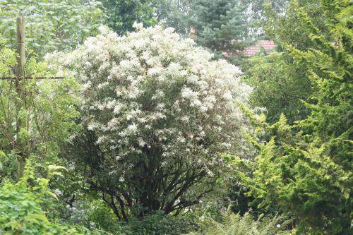 pulverulenta 24 août le coudray 004.jpg