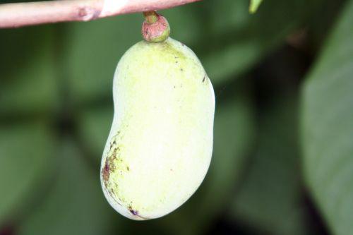 asimina fruit marnay 18 sept 2010 008.jpg