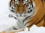 Chine protège tigre Sibérie