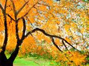 L’arbre (Guillevic)