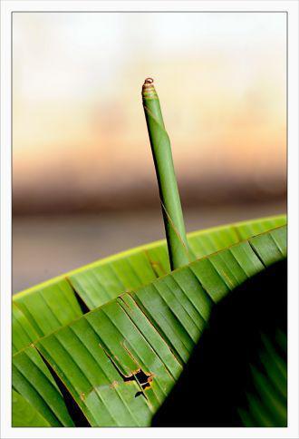 Inquiétants Jardins Philippe Ibars Jardins de la Fontaine IBA_4839.jpg