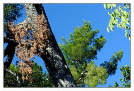 Inquiétants Jardins Philippe Ibars Jardins de la Fontaine IBA_4936.jpg