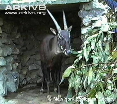 SAOLA, l'un des animaux les plus rares du monde