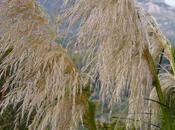 Mise terre bulbes printemps journal septembre 2010