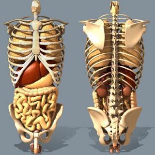 Un jeûne accompagné d'un Chi Nei Tsang (massages du ventre, des organes)