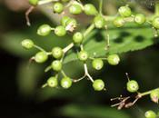 fruits 'Pulverulenta'