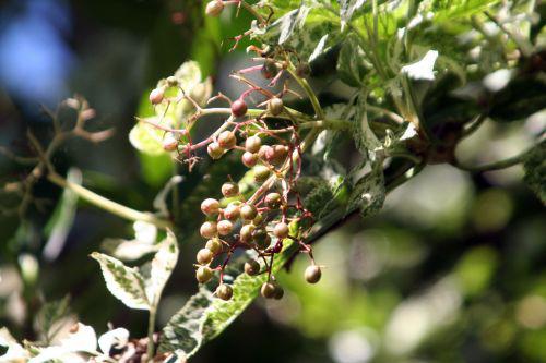 pulv fruits roses 21 août 2010 013.jpg