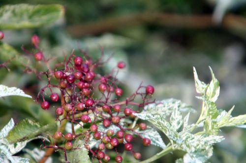 pulv fruits rouges 21 août 2010 019.jpg