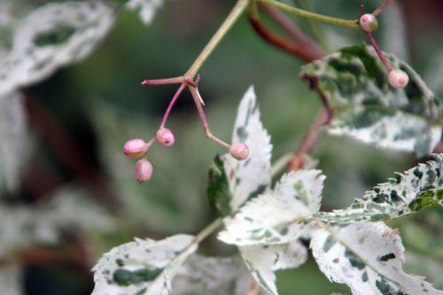 pulv fruits roses romi 29 août 2010 062.jpg