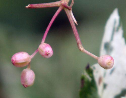 pulv fr roses romi 29 août 2010 062.jpg