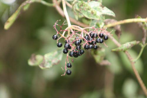 pulv fruits marnay 18 sept 2010 001.jpg