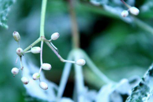 pulv fruits romi 26 juil 2010 037.jpg