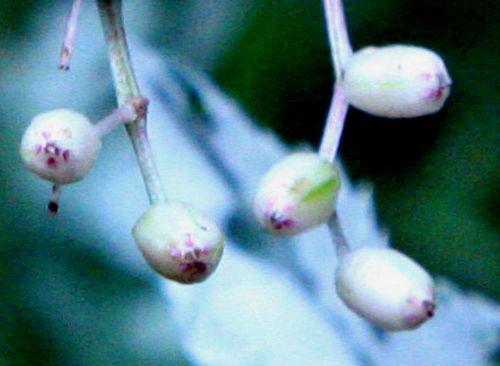 pulv 5 fr romi 26 juil 2010 039.jpg