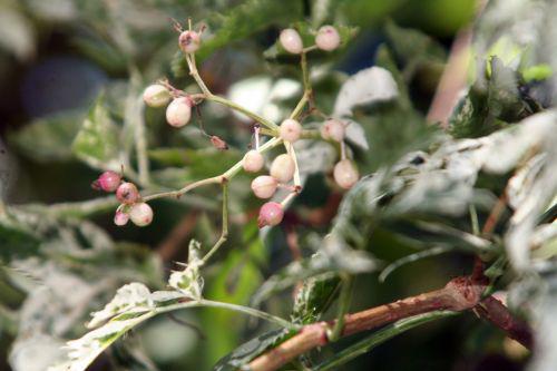 pulv fruits roses 21 août 2010 011.jpg