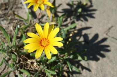 Blog de mes-envies :Mes envies, Petite fleur jaune!