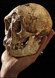 Une théorie alternative pour l'asymétrie du crâne d'homo Floresiensis