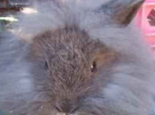 [ANNONCE UNE] Cherche lapine naine tête lion