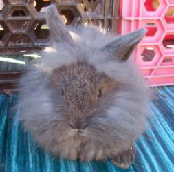 Petites annonces gratuites Kicherchekoi