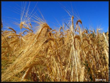 Petite annonce : cherche blé, maïs et paille sur Kicherchekoi.com - qui cherche quoi près de chez vous ?