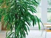 L'amour chlorophyle...