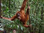 Un jeune orang outang