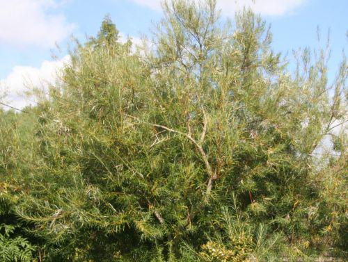 salix rec marnay 18 sept 2010 018.jpg