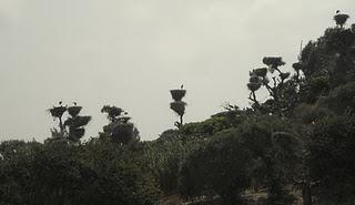 Chellah: Ruines romaines et islamiques