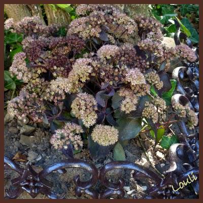 Deux petits nouveaux au jardin d'Oscar, et ce n'est que l...