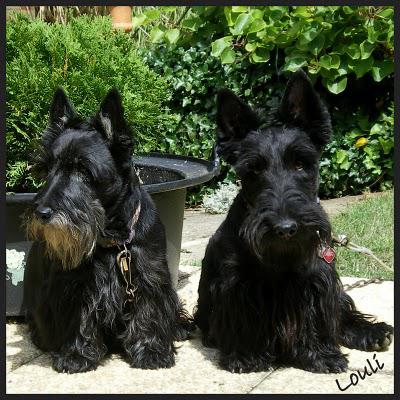 Sages comme une image me direz- vous ...Eh bien NON, pas ...