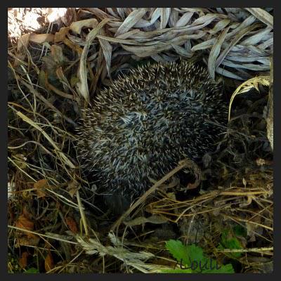 Sages comme une image me direz- vous ...Eh bien NON, pas ...