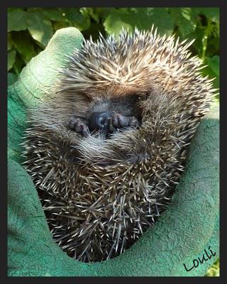 Sages comme une image me direz- vous ...Eh bien NON, pas ...