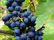 Mini-concours quel cépage