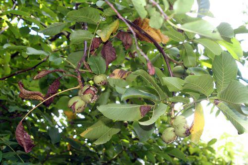 noyer romi 17 sept 2010 111.jpg